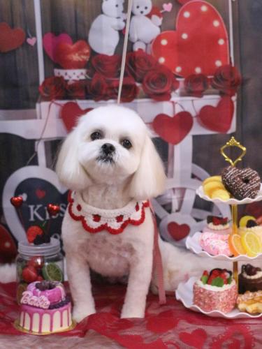 20250201茶子ちゃん